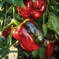 thumbnail image 4 of Burpee Organic California Wonder Sweet Pepper Vegetable Seed, 1-Pack, 4 of 5