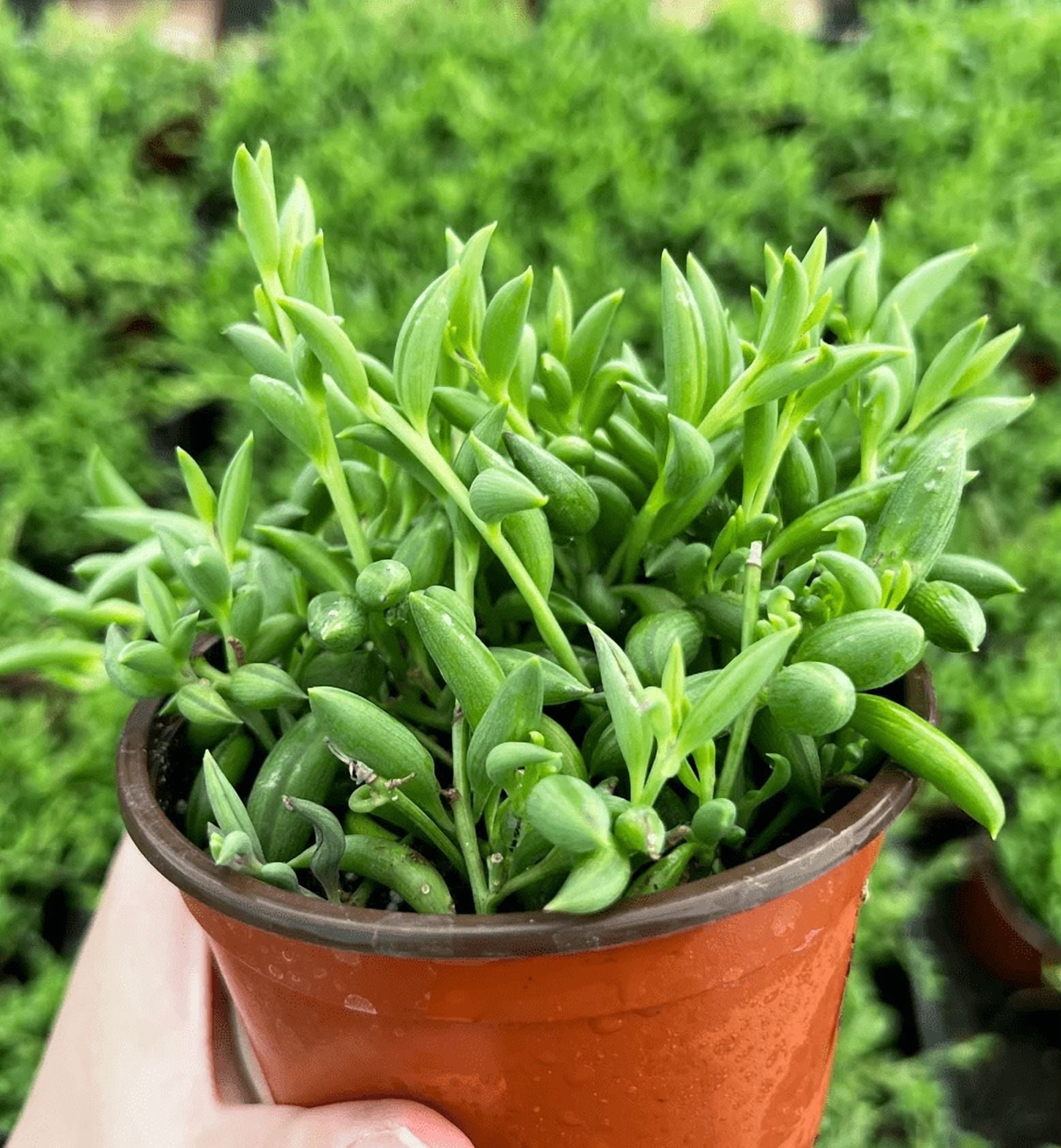 String Of Bananas Plant Live for Planting - Banana Vine Plant - Trailing Succulent Plant for Indoor Outdoor in 4 Inch Pot