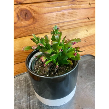 Schlumbergera Holiday Cactus Red, 4" Plant, The Plant Farm