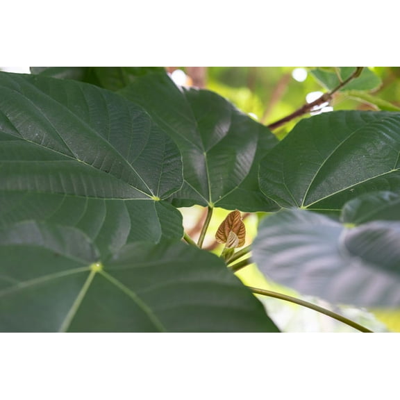 20 seeds Ficus auriculata Elephant ear Fig Tree Seeds Ornamental Tropical Plant RARE