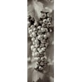 thumbnail image 2 of Blaustein, Alan 11x24 Black Ornate Wood Framed with Double Matting Museum Art Print Titled - Grapes Pano - 8, 2 of 4