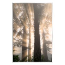 Stupell Industries Sun Rays Woodland Trees View Landscape Photography Unframed Art Print Wall Art