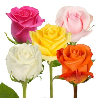 Bloomingmore Fresh Cut Flowers 16-Inch Multicolor Roses, 125 Count
