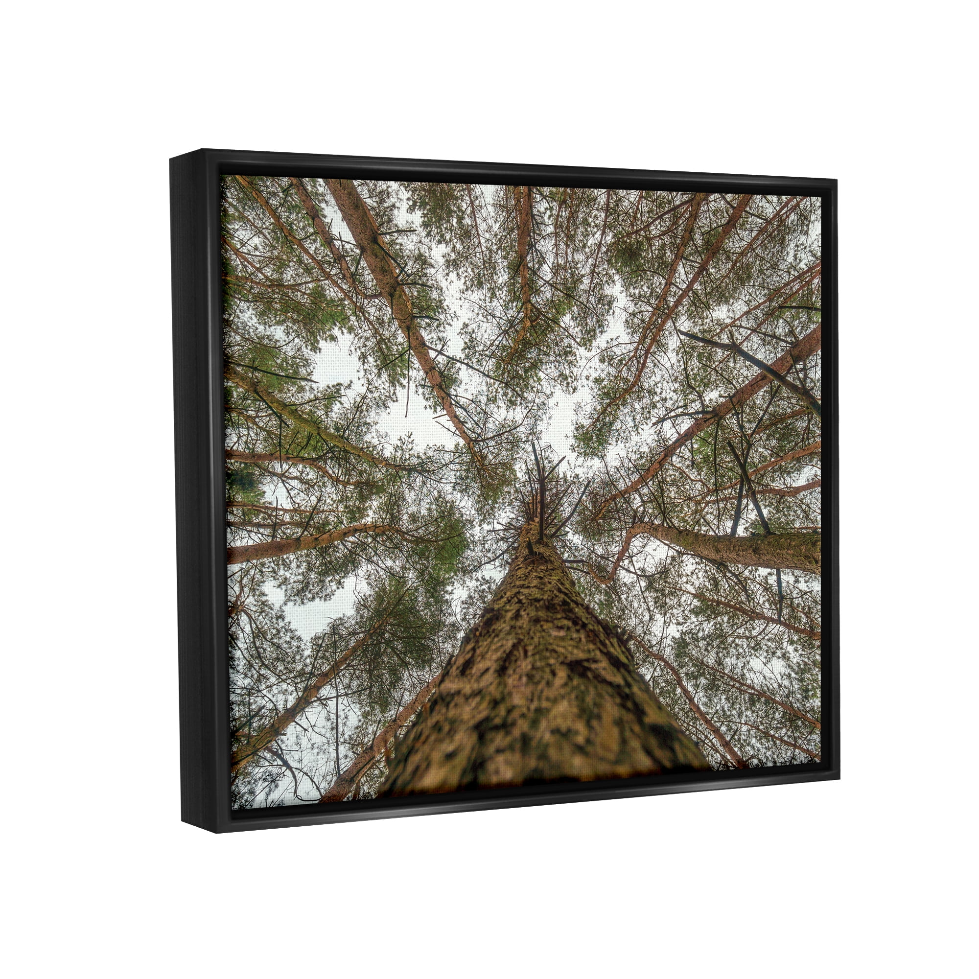 Stupell Looming Tree Branches Overhead Landscape Photography Black Floater Framed Art Print Wall Art