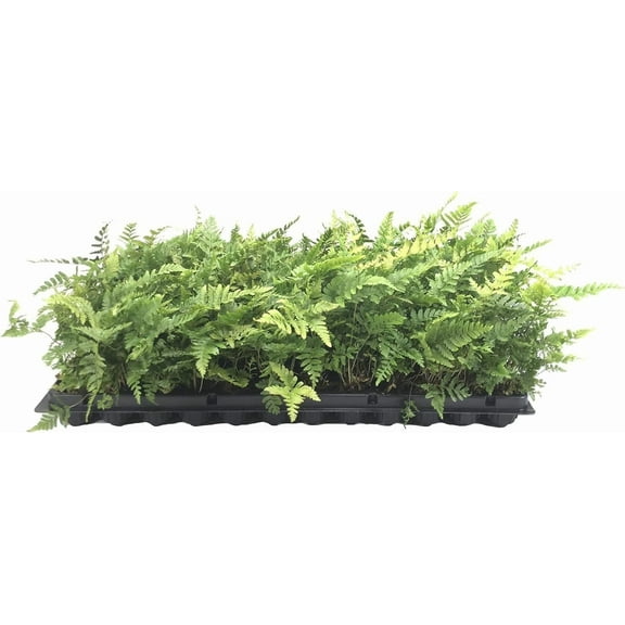Autumn Fern | 10 Live Plants | Dryopteris Erythrosora | Lush Green Foliage | Easy to Grow | Perfect for Indoor and Outdoor Gardens | Vibrant Seasonal Color