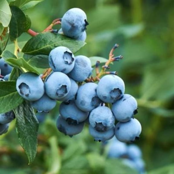 Tifblue Blueberry Live Bush – 1 Gallon