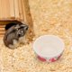 thumbnail image 4 of Comedero grande para hámster, cuenco de cerámica para agua y comida de cobayas, comedero para animales pequeños, 4 of 8