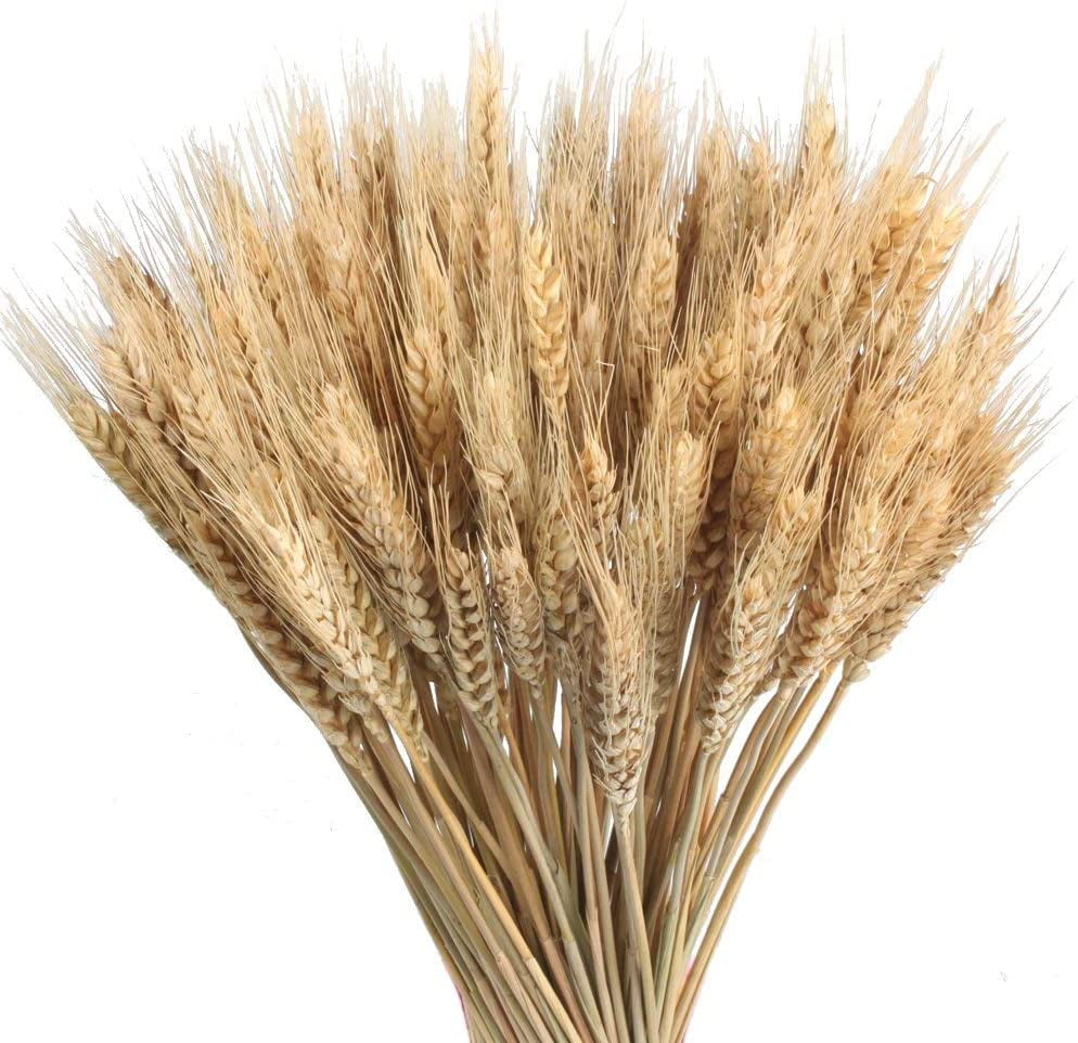 100pcs Dried Wheat Natural Dried Wheat Bouquets Decoration Natural Dried Wheat Natural Dried Flowers Decoration for Balcony Home Table Flower Arrangement 40cm