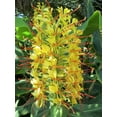 thumbnail image 4 of Live 2" Kahili Yellow Ginger Root Rhizome Plant Bulb Hawaiian  Hedychium Gardnerianum (1 Count) Partial Sun, 4 of 6