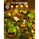 thumbnail image 4 of Guirnaldas de luces solares Brightown, 2 paquetes, 28 m, 240 LED, blanco cálido, 4 of 9