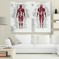 thumbnail image 1 of Affiches de Système Musculaire Tissu de Soie Anatomie du Corps Humain Décoration Éducative Anatomie Musculaire du Corps Humain Anatomie du Système Éducatif, 1 of 10