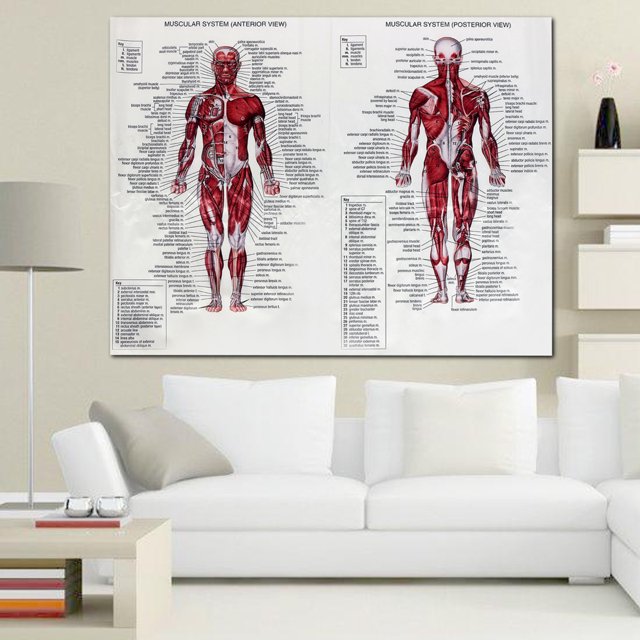 Affiches de Système Musculaire Tissu de Soie Anatomie du Corps Humain Décoration Éducative Anatomie Musculaire du Corps Humain Anatomie du Système Éducatif