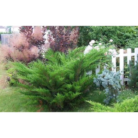 RedCrocus Sea Green Juniper Live Plant - Juniperus x pfitzeriana 'Sea Green' Evergreen Landscape Shrub, Deer Resistant, Full Sun, USDA Zones 4-9  1 Gallon Nursery Pot