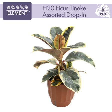 Element Live Plant Ficus in Terra Cotta Deco Self Watering 6in Pot