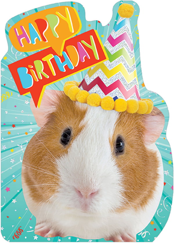 Paper House Productions Guinea Pig in 