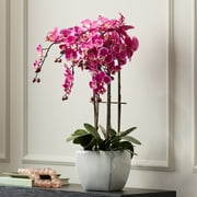 Dahlia Studios Potted Faux Artificial Flowers Realistic Purple Fuchsia Orchid in White Ceramic Pot for Home Decoration 29 High