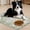 Green, variant on Dog Food Mats for Floors Absorbent, Pet Cat Food Mat - Non Slip Dog Bowl Mats for Food and Water Pet Supplies 12" x 20"