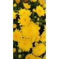 thumbnail image 3 of Better Homes & Gardens 2.5 Gallon Live Yellow Mum Plant in Bushel Basket, 3 of 7