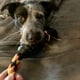 thumbnail image 4 of Dog Chew Toys Resistant Rubber Dog Toy With Heilwiy Rope Puppy Toy Go Fetch Toy, 4 of 4