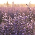 thumbnail image 6 of Lavender + Coconut Hand Soap, 6 of 8