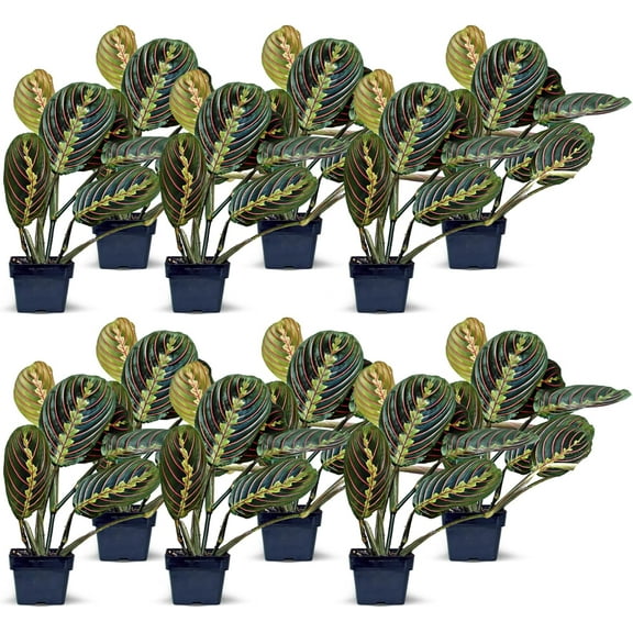 12 Pack Live Red Maranta, Red Prayer Plant, Indoor Potted Vine Houseplant, Trailing Office Gift, Plant Lover Gift, Gardening Gift, Plant Mom Dad Gift, Grandparent Gift in 3" Pot