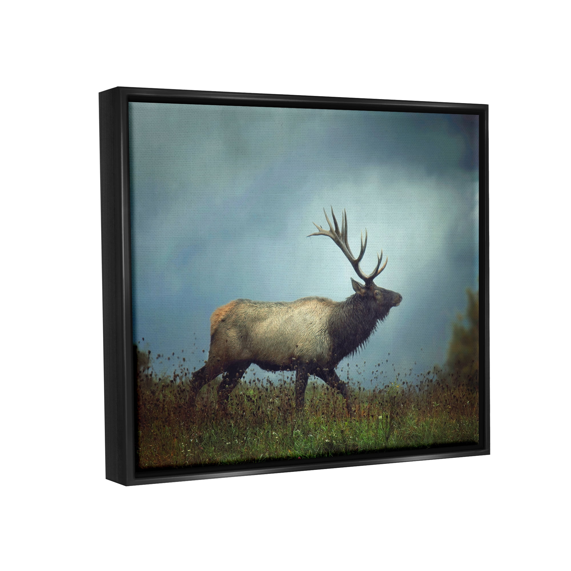 Stupell Industries Serene Elk in Nighttime Clearing Wildlife Photography Photograph Jet Black Floating Framed Canvas Print Wall Art, Design by Carrie Ann Grippo-Pike