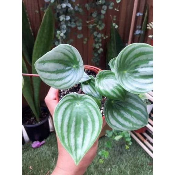 Watermelon Peperomia Plant Peperomia argyreia Rare 4'' pot unique from Jmbamboo