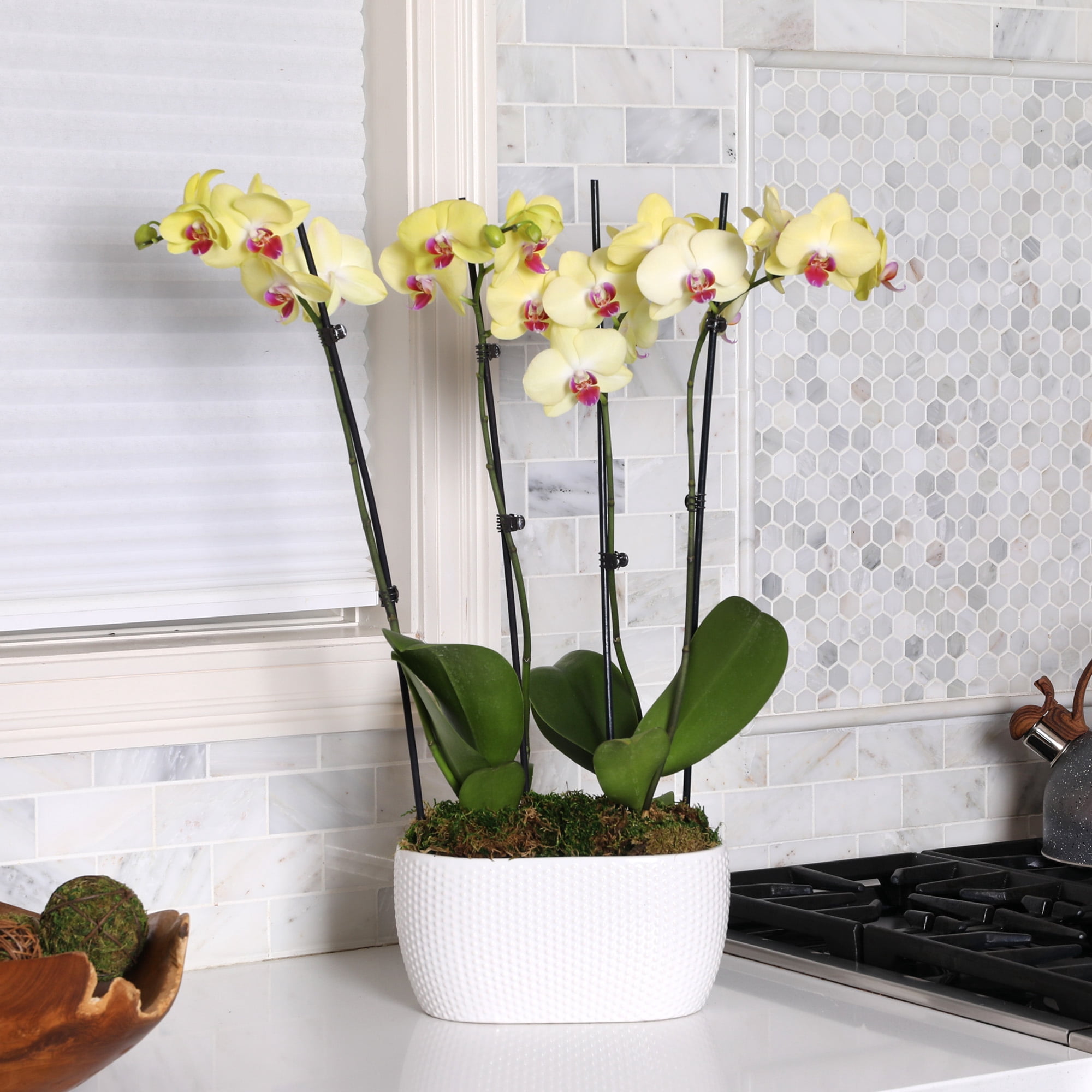 Just Add Ice 16-30" Yellow and Purple Premium Orchid Duo Live Plants in 10" White Dot Ceramic Planter, House Plant