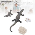 thumbnail image 3 of Lizard Growth Cycle Toy, Detailed 4 Pcs Educational Simulation Animal Life Cycle Toy  for Children, 3 of 7