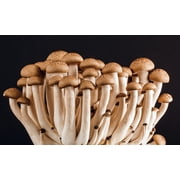 Potato Dextrose Agar PDA - Sterilized - 10, 100mm x 15mm Plates- Great For Growing Mushrooms
