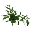 thumbnail image 2 of Fire Lipstick Plant - 4" Pot - Aeschynanthus radicans, 2 of 4