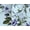 Blue Watercolor Floral, variant on Roaman's Women's Plus Size Angel Chiffon Blouse