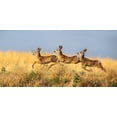 thumbnail image 2 of Verdon 18x11 White Modern Wood Framed Museum Art Print Titled - Tripple Jump, 2 of 4