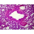 thumbnail image 7 of Biology and General Mammal Histology Microscope Slide Set – 19 Slides by Go Science Crazy, 7 of 7