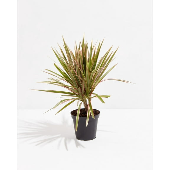 Bicolor Cane Dragon Tree (Dracaena)
