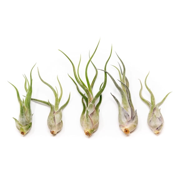 Live Air Plants