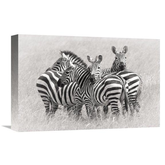 Global Gallery Kirill Trubitsyn,'Zebras' Stretched Canvas Artwork