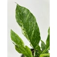 thumbnail image 4 of Variegated Spathiphyllum 'Domino' - Live Air-Purifying Indoor Plant in Nursery Pot – Easy Care, Low Maintenance Houseplant for Home & Office Decor, Natural Air Cleaner, Best for Beginners (2"Pot, 4 of 11
