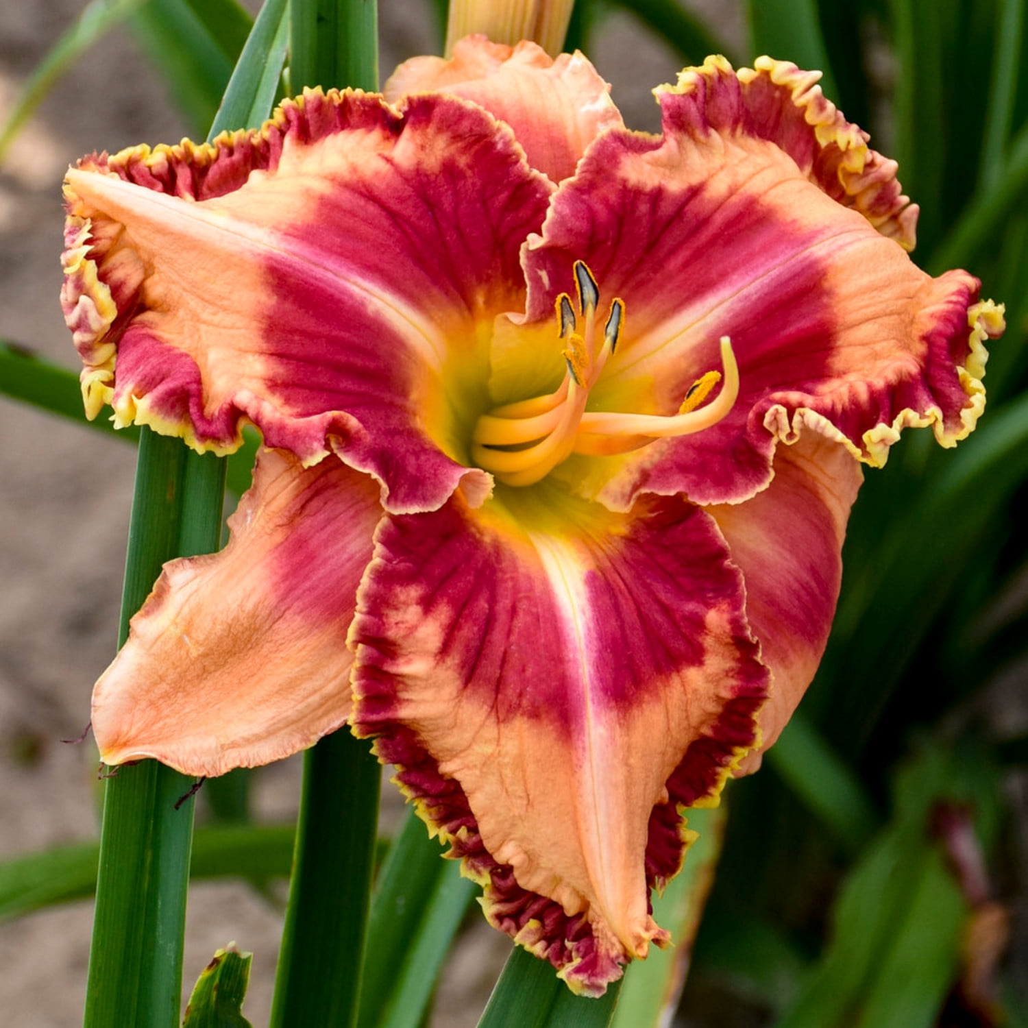 Proven Winners 6" Orange Rainbow Rhythm 'Lake of Fire' Daylily Live Plant in 6.5" Pot