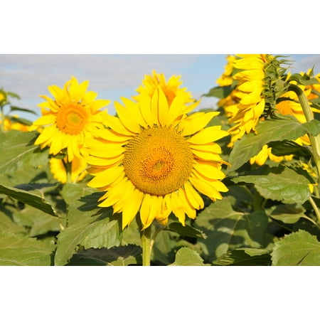 Brazil S â€ž Â¬Å¾Â¬ Â¡Â¬ â€žÂ¡Â¬Â¦Â¡Â¬Â¡Â¡o Paulo Sunflowers-20 Inch By 30 Inch Laminated Poster With Bright Colors And Vivid Imagery-Fits Perfectly In Many Attractive Frames