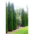 thumbnail image 5 of Spartan Juniper  40 Live Trees  Juniperus Chinensis  Evergreen Privacy Screening Plant, 5 of 9