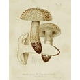 thumbnail image 2 of Unknown  15x18 Black Ornate Wood Framed with Double Matting Museum Art Print Titled - Mushroom Varieties VIII, 2 of 4