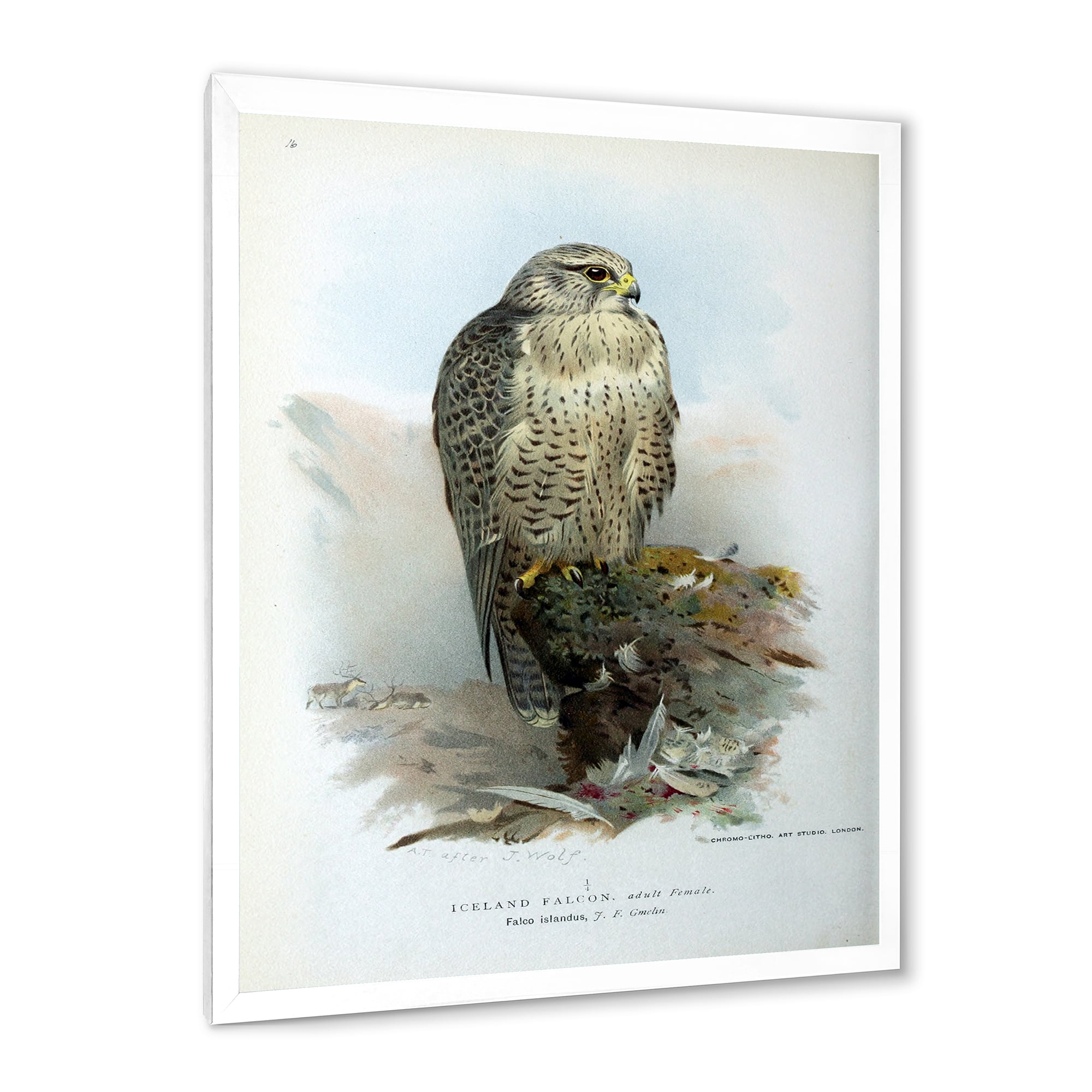 Designart 'Ancient Bird Life V' Traditional Framed Art Print