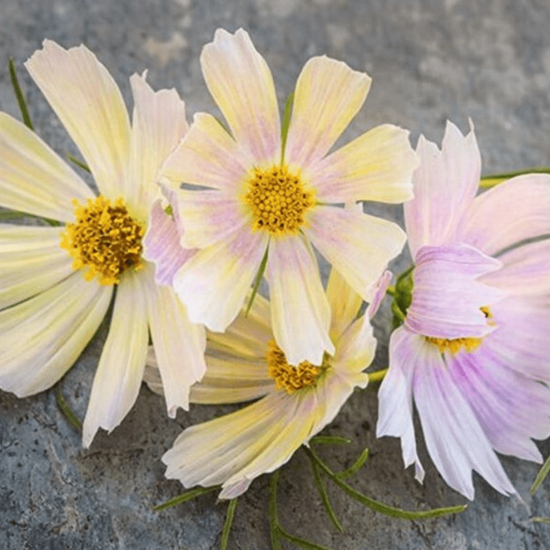 50 Pink Apricot Lemonade Cosmos Seeds