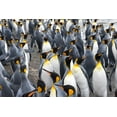 thumbnail image 2 of Su, Keren 14x11 Black Ornate Wood Framed with Double Matting Museum Art Print Titled - King penguins on the beach-St-Andrews Bay-South Georgia-Antarctica, 2 of 4