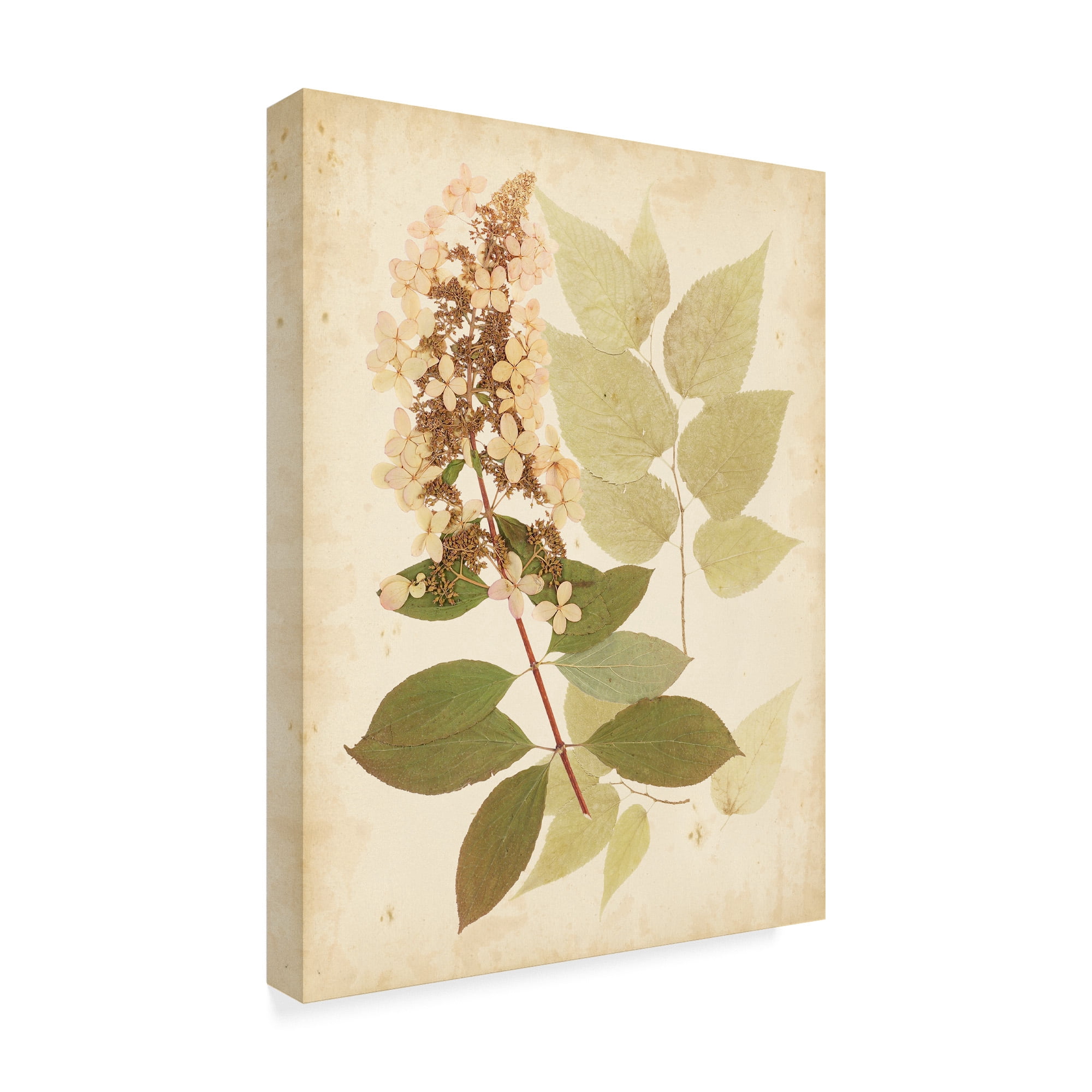 Trademark Fine Art 'Natures Collage III' Canvas Art by Vision Studio