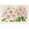 thumbnail image 3 of Charles Antoine Lemaire 14x11 Black Modern Framed Museum Art Print Titled - Rhododendrum Bijou De Gand (Hybrid) (1854-1896), 3 of 5