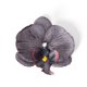 thumbnail image 1 of Nvzi 20 cabezas de flores de mariposa artificiales de seda para decoración de bodas, ramos y fiestas, 3,54 pulgadas, color negro, 1 of 5