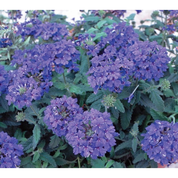 Blue Lagoon Verbena - Masses of Blue -  100 Seeds