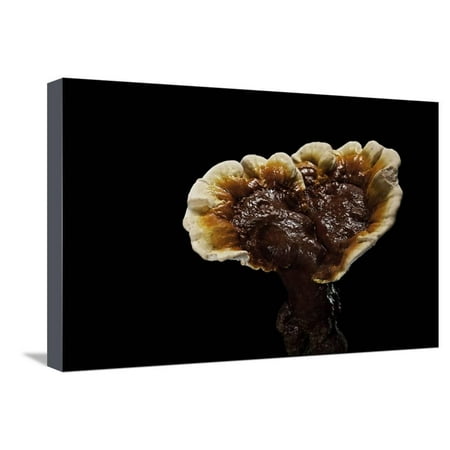 Lacquer Wall Ganoderma Lucidum (Reishi Mushroom, Lingzhi Mushroom, Lacquered Bracket) Stretched Canvas Print Wall Art By Paul Starosta ()